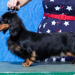 Ivy - Dachshund