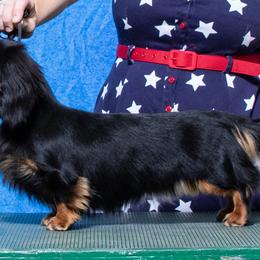 Ivy - Dachshund