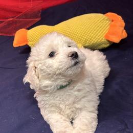 Rose - Green Collar - White female Bichon Frise puppy in 63101 (St. Louis Metro Area), Missouri from BichonSTL