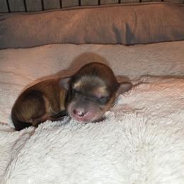 Shaded red cream 2 - Red male Dachshund puppy in West Plains, Missouri from Spring Creek Dachshunds