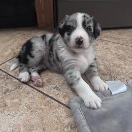 Draco - Blue merle male Australian Shepherd puppy in San Tan Valley, Arizona from SJR AUSSIES