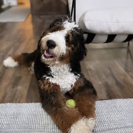 Bernedoodle All Grown Up from Boise Bernedoodles