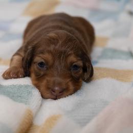 Scarlet - Chocolate and cream female Dachshund puppy in Wichita Falls, Texas from Matilda Jane’s Dachshunds