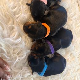 Purple - Black and tan female Yorkshire Terrier puppy in Selden, New York from Alisha's Yorkshire Terriers