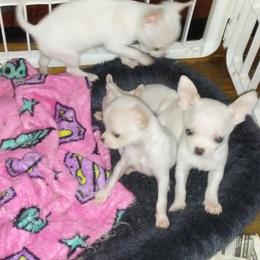 Chihuahua Puppies from Chilove Chihuahuas