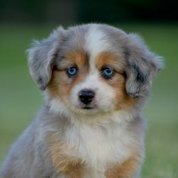 Miniature Australian Shepherd and Toy Australian Shepherd Puppies from Southern Edition Aussies