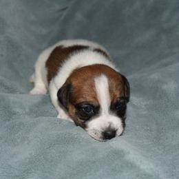 Joy Boy 1 - White and tan male Russell Terrier puppy in Middletown, Virginia from DBF Russell Terriers