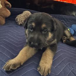 Raven - Black and red female German Shepherd puppy in Charlottesville, Virginia from AB_Elite_GSD