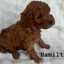 Goldendoodle All Grown Up from Lady's Liberty Litter