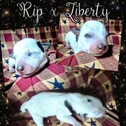 Girl 1 - Blue mottled female Australian Cattle Dog puppy in Fife Lake, Michigan from Kurczak Farm LLC