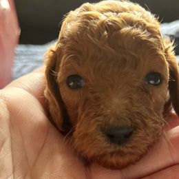 Girl 1 - Red  Goldendoodle puppy in Bluefield, Virginia from Love on a Leash