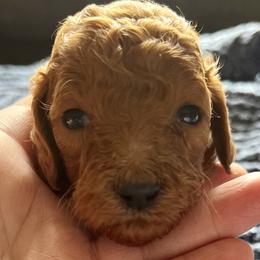Girl 1 - Red  Goldendoodle puppy in Bluefield, Virginia from Love on a Leash
