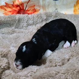 Clove - Black and white female Sheepadoodle puppy in Austin, Texas from Darling Doodles