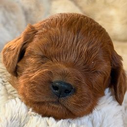 Boy 1 - Red male Cavapoo puppy in Haleyville, Alabama from Susan’s Prefurred Doodles