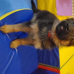 German Shepherd Puppies from Shield Kennels