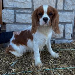 Cavapoos and Goldendoodles from As Good As Goldendoodles and more