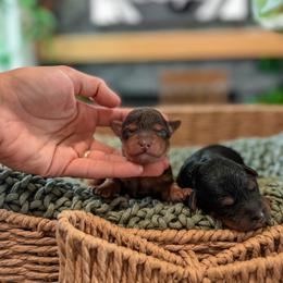 Boy 1 - Chocolate male Yorkipoo puppy in Hooper, Utah from Anchor Dogs