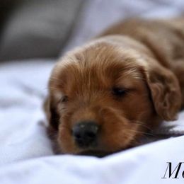 Bernedoodle and Golden Retriever Puppies from Golden Light Puppies