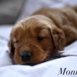 Bernedoodle and Golden Retriever Puppies from Golden Light Puppies