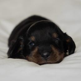 Charles - Black and tan male Dachshund puppy in Memphis, Tennessee from Lone River Dachshunds