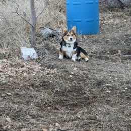 Maverick - Pembroke Welsh Corgi