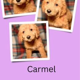Carmel - Apricot female Goldendoodle puppy in Bluefield, Virginia from Love on a Leash