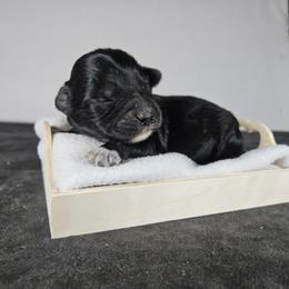 Aurora - Black and white female Aussiedoodle puppy in Doerun, Georgia from Twig & Tail Puppies