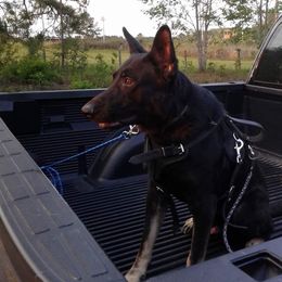 Kratos - German Shepherd