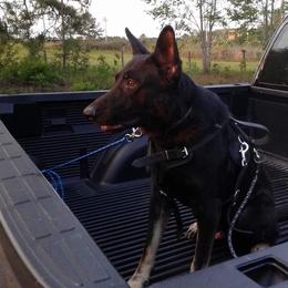 Kratos - German Shepherd