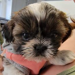 Ellie - Shih Tzu