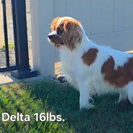 Delta - Cavalier King Charles Spaniel