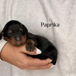 Paprika - Phantom female Bernedoodle puppy in Pennsylvania from Bells Bernedoodles
