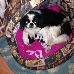 Japanese Chin Puppies from Dizzy Japanese Chin