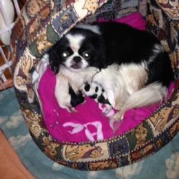Japanese Chin Puppies from Dizzy Japanese Chin