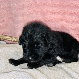 Girl 2 - Aussiedoodle puppy in Paint Rock, Alabama from Kotah’s Kennels