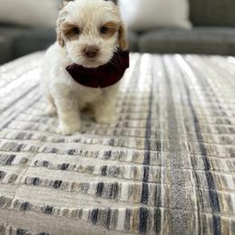 Bravo - Caramel cream male Australian Labradoodle puppy in Calhoun, Louisiana from Arrowhead Australian Labradoodles
