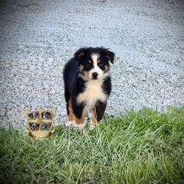 Valentine - Black tri male Miniature Australian Shepherd puppy in El Dorado Springs, Missouri from HP Aussie Kennels
