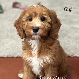 Gigi - Red  female Goldendoodle puppy in Milford, Indiana from Railway Acres Kennel