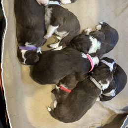 Aussiedoodle Puppies from Sand Hill Aussies and Doodles
