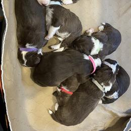 Aussiedoodle Puppies from Sand Hill Aussies and Doodles