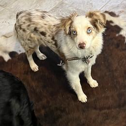 Rosie - Toy Australian Shepherd