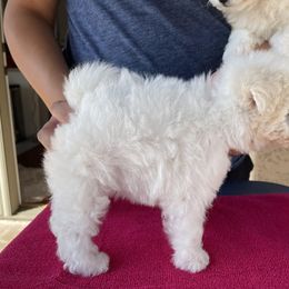 Bichon Frise Puppies from Drumhills Kennel