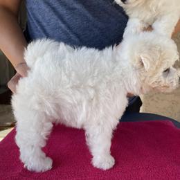 Bichon Frise Puppies from Drumhills Kennel