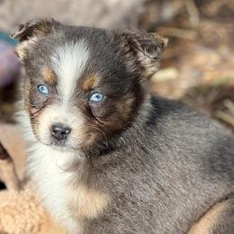 Sugarplum - Blue merle female Miniature Australian Shepherd puppy in Patterson, North Carolina from DreamLine Aussies