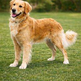 Molly - Golden Retriever