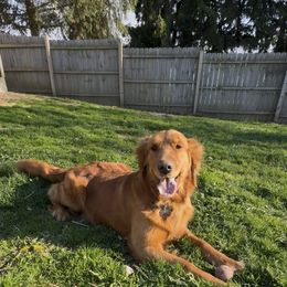 Echo - Golden Retriever