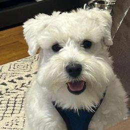 Miniature Schnauzer Puppies from JC miniature schnauzers