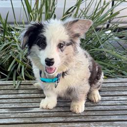 Lyra - Blue merle and white female Cardigan Welsh Corgi puppy in San Diego ,Ca, California from SoCal Native Corgis