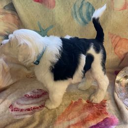 Boy 5 - Black and white Portuguese Water Dog puppy in Waukesha, Wisconsin from High Tide PWDs