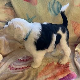 Boy 5 - Black and white Portuguese Water Dog puppy in Waukesha, Wisconsin from High Tide PWDs